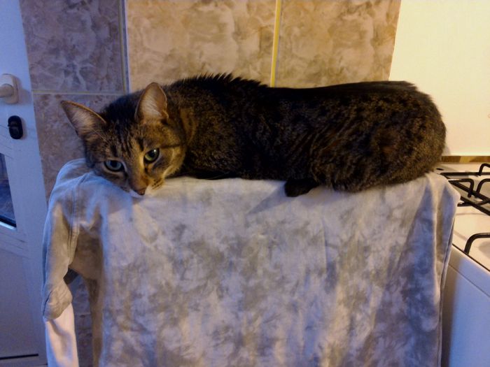 IMG_20150128_104929; Pisicuta mea
