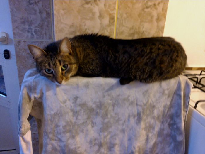 IMG_20150128_104927; Pisi
