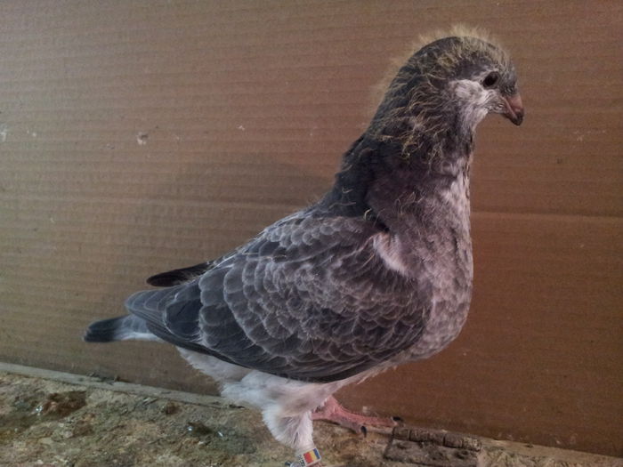 20150502_140135 - Pui 2015 voiajori standard