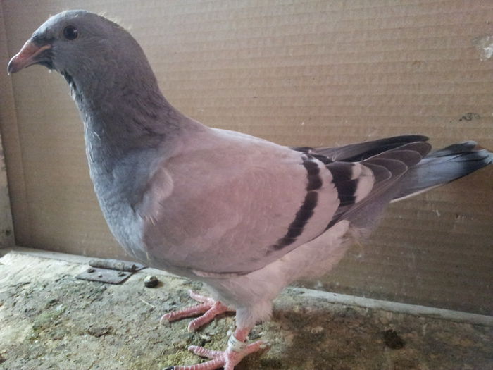 20150502_140444 - Pui 2015 voiajori standard