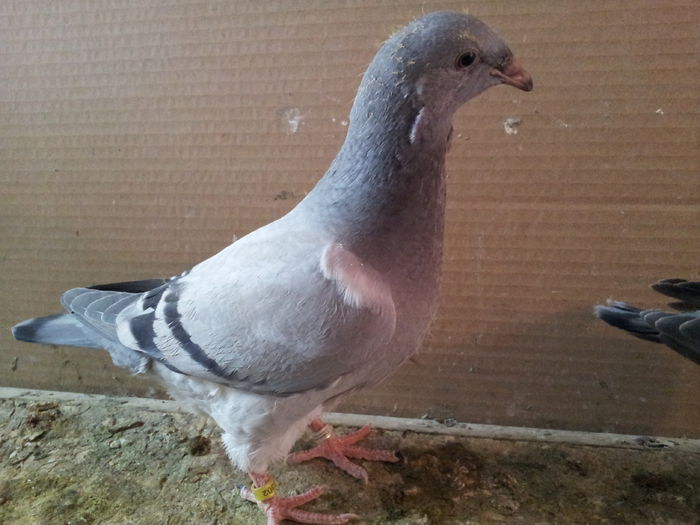 20150502_140512 - Pui 2015 voiajori standard