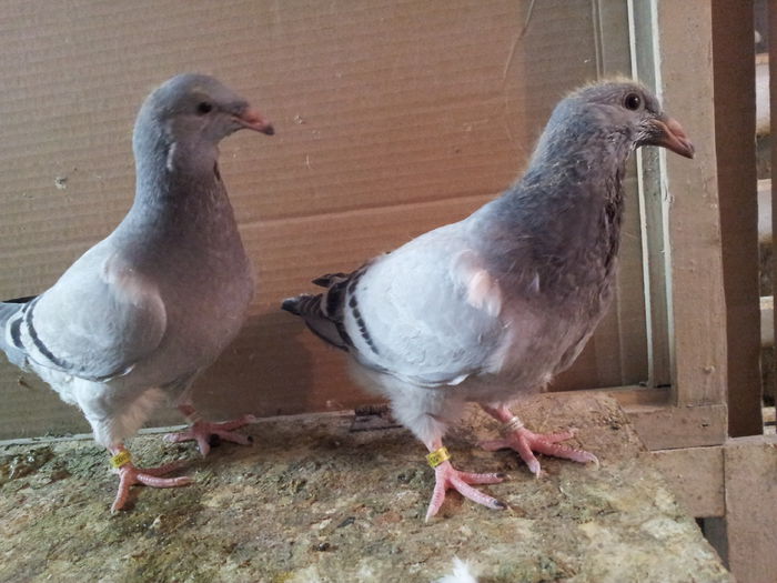 20150502_140522 - Pui 2015 voiajori standard