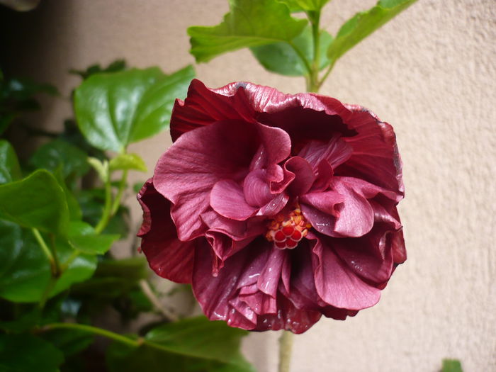 02.05.2015 - HIBISCUSI 2015-1