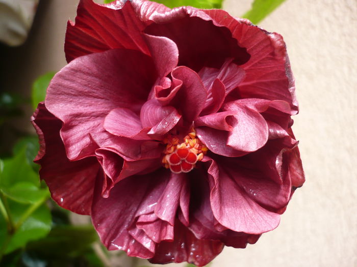 Wild Blueberry - HIBISCUSI 2015-1