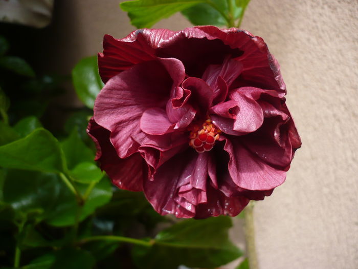 P1210938 - HIBISCUSI 2015-1