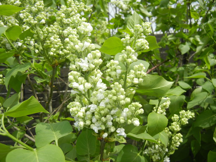 White Lilac Tree (2015, April 18)