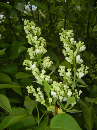 White Lilac Tree (2015, April 20)