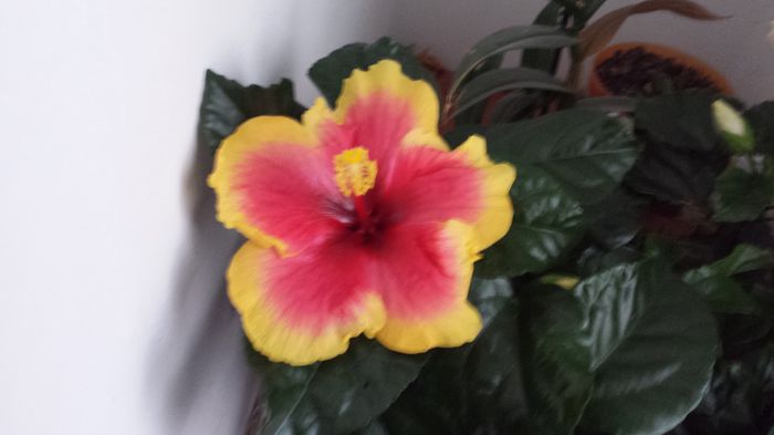 20150502_093518 - hibiscus oberon