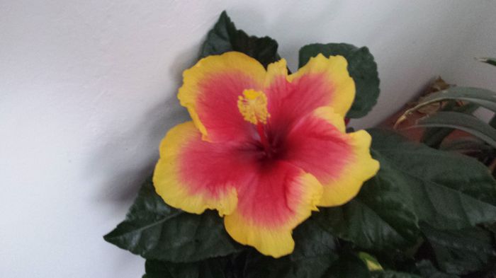 20150502_093526 - hibiscus oberon