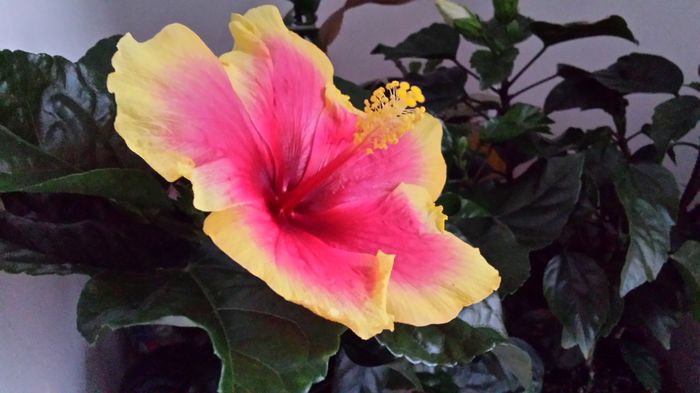 20150502_195338 - hibiscus oberon