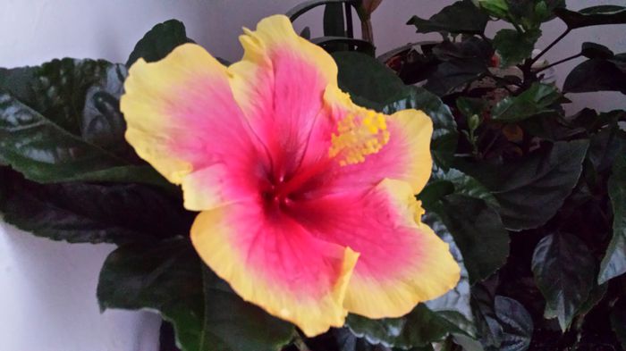 20150502_195326 - hibiscus oberon
