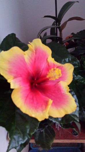 20150502_195558 - hibiscus oberon