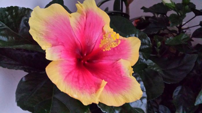 20150502_195611 - hibiscus oberon