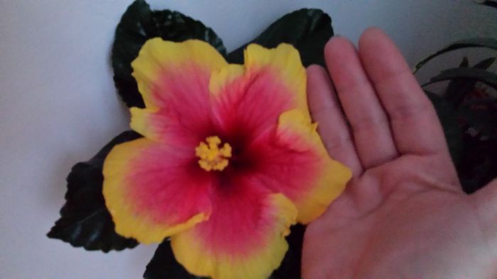 20150502_195636 - hibiscus oberon