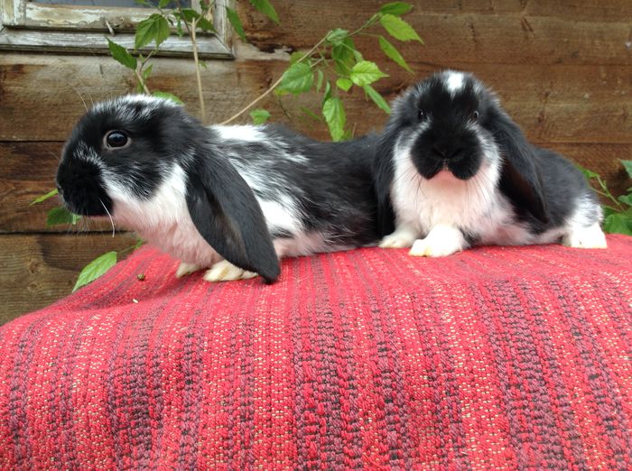 iepuri mai 054 - Cuib din 03 03 2015