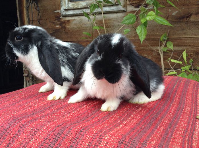 iepuri mai 058 - Cuib din 03 03 2015