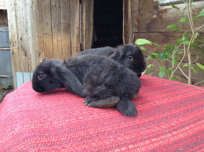 iepuri mai 076 - Cuib din 03 03 2015