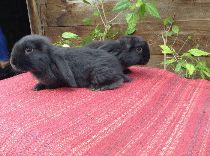 iepuri mai 075 - Cuib din 03 03 2015