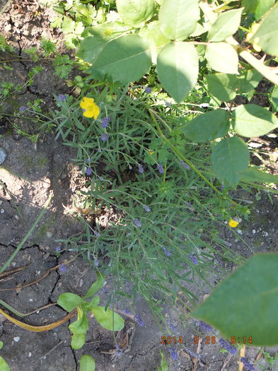 DSCF3003 (26-05-2014) - Lavandula angustifolia