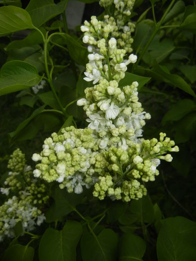 White Lilac Tree (2015, April 20)