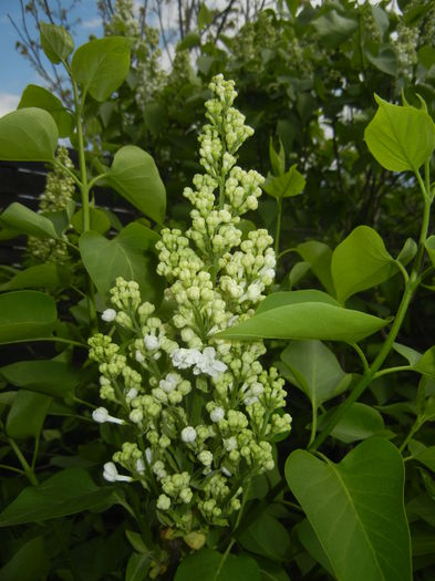 White Lilac Tree (2015, April 20)