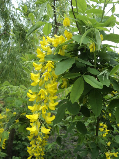 DSC08304 - Gradina