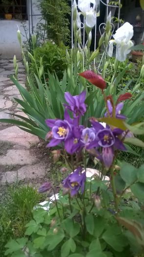 WP_20150501_027