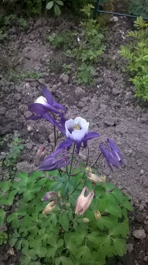 WP_20150501_030