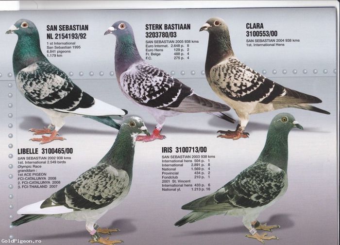 Porumbei din pedigree-ul masculului 2014 - Perechea II
