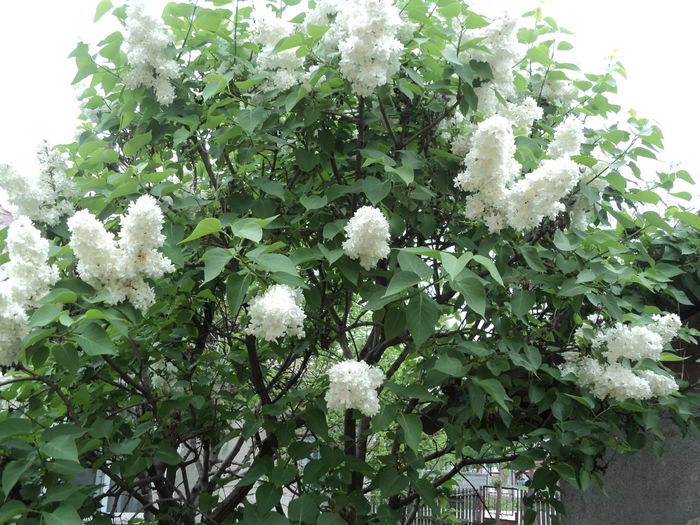 DSC02467