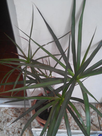 dracena