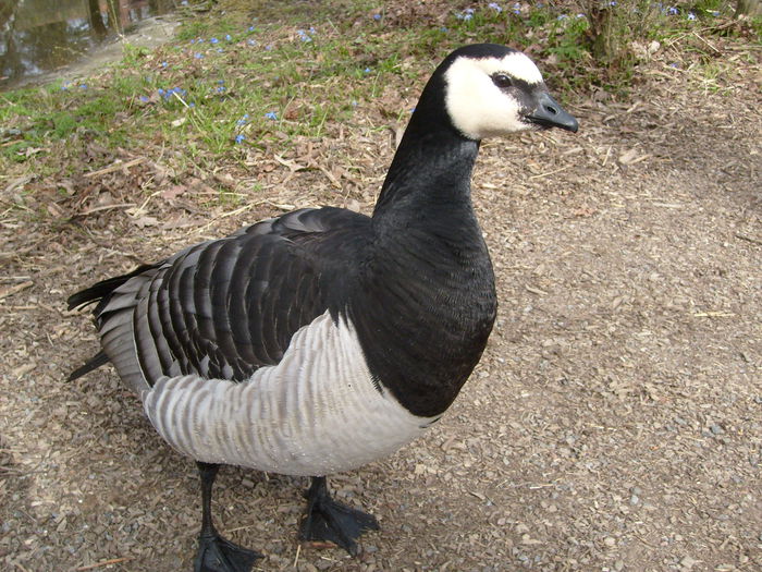 puteau fi atinse - Gastele calugarite de la Skansen