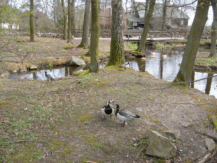 alte perechi - Gastele calugarite de la Skansen