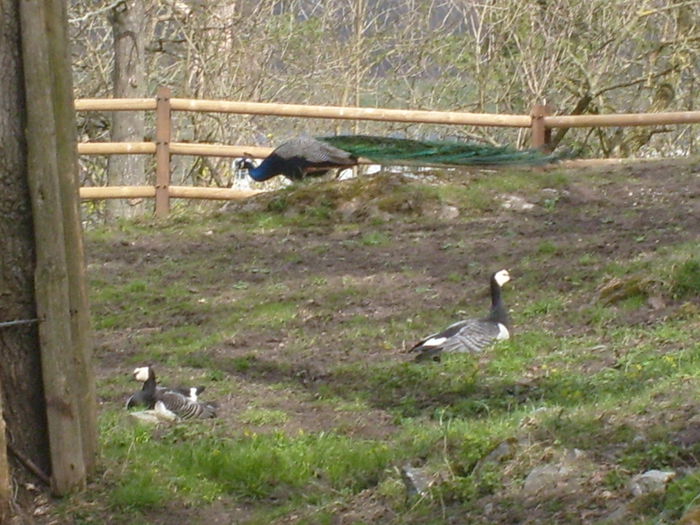 prin tot muzeul - Gastele calugarite de la Skansen