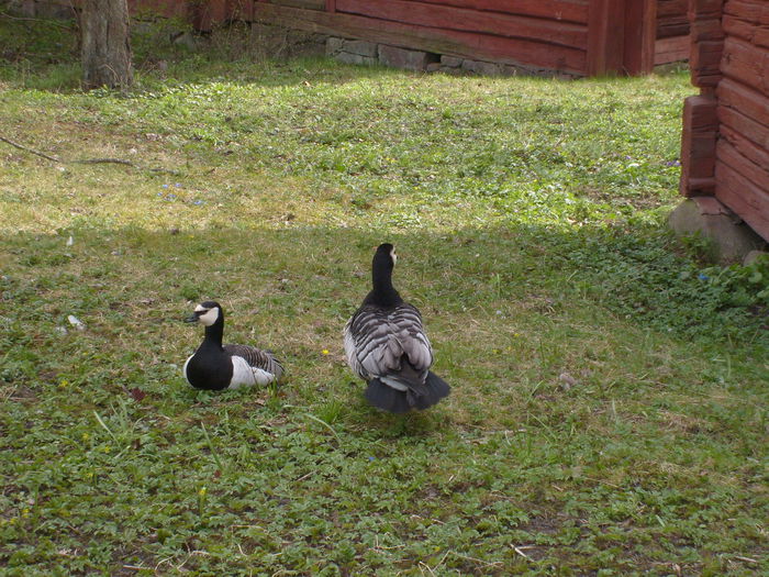 perechi - Gastele calugarite de la Skansen