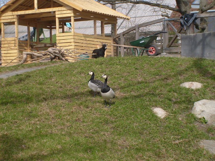 perechi - Gastele calugarite de la Skansen