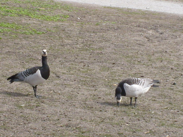 gastele isi vedeau de treaba - Gastele calugarite de la Skansen