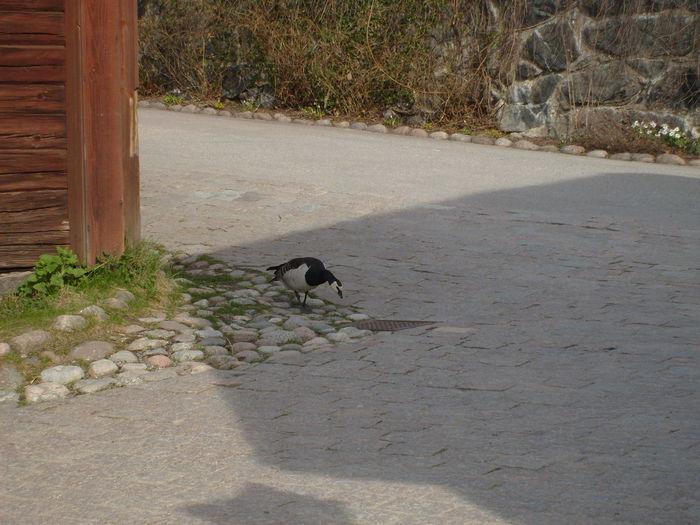 fiind tanar - Gastele calugarite de la Skansen