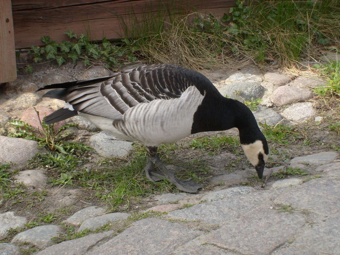 dar se descurca el - Gastele calugarite de la Skansen