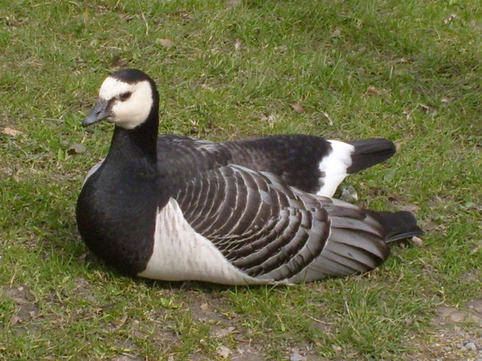 femela - Gastele calugarite de la Skansen