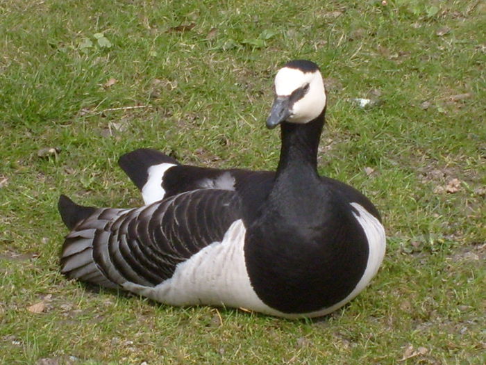 mascul - Gastele calugarite de la Skansen