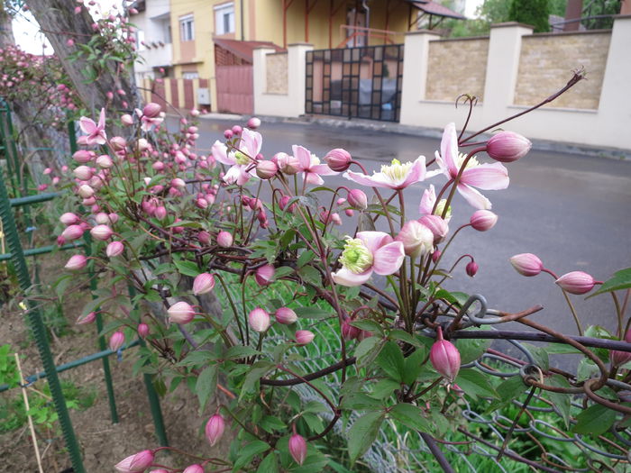 IMG_0411 - Clematita Montana Rubens 2015