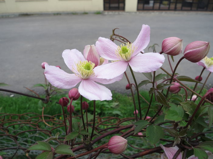 IMG_0442 - Clematita Montana Rubens 2015