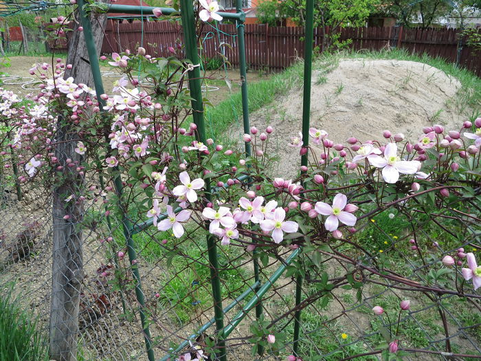 IMG_0464 - Clematita Montana Rubens 2015