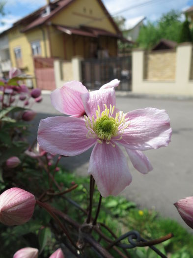 IMG_0487 - Clematita Montana Rubens 2015