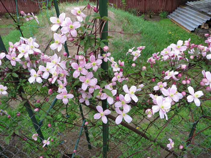 IMG_0507 - Clematita Montana Rubens 2015
