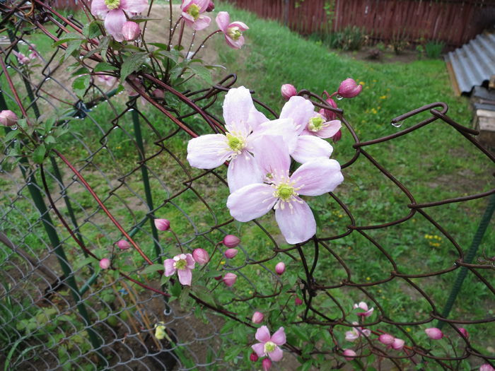 IMG_0505 - Clematita Montana Rubens 2015