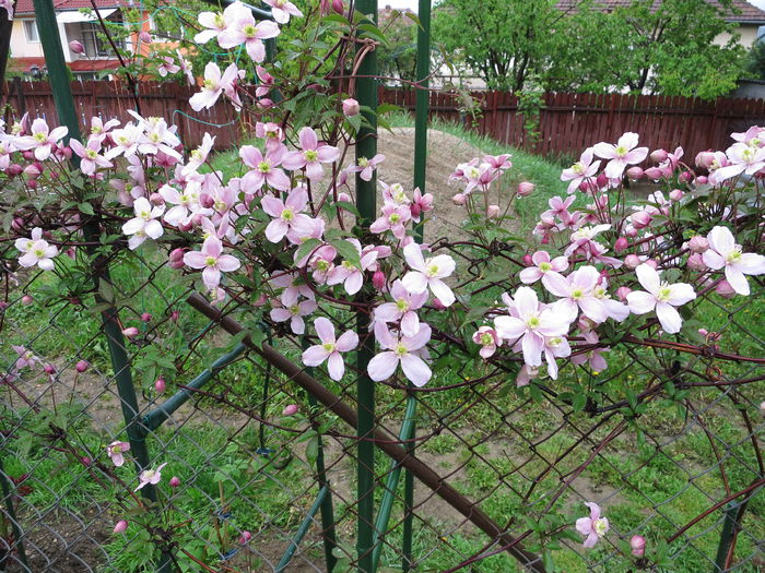 IMG_0510 - Clematita Montana Rubens 2015