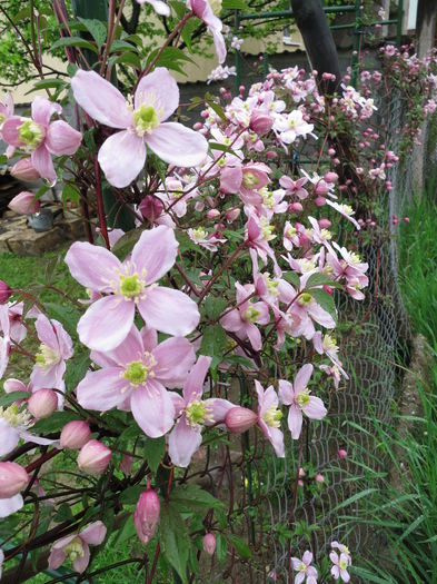 IMG_0528 - Clematita Montana Rubens 2015