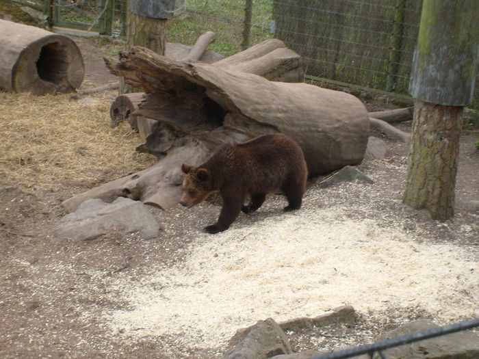 ursi la acelasi muzeu